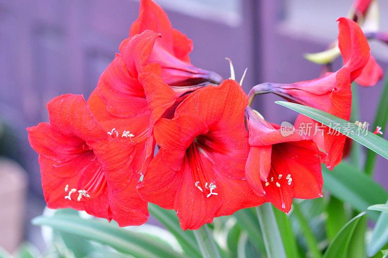 孤挺花/ Hippeastrum